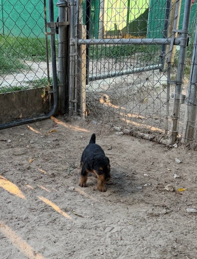 Airedale Terrier Puppies media 15