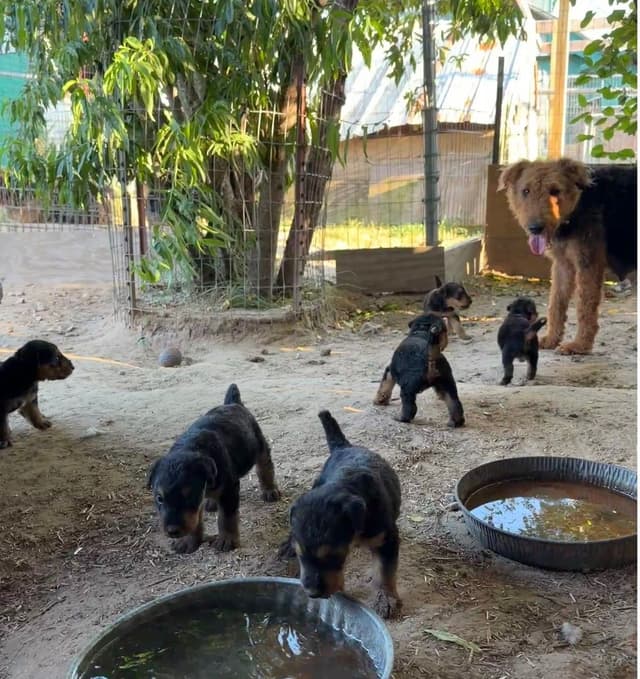 Airedale Terrier Puppies media 16