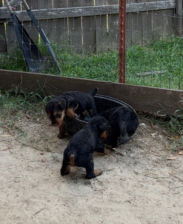 Airedale Terrier Puppies media 11