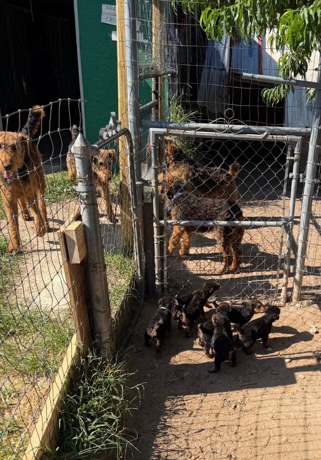 Airedale Terrier Puppies media 14