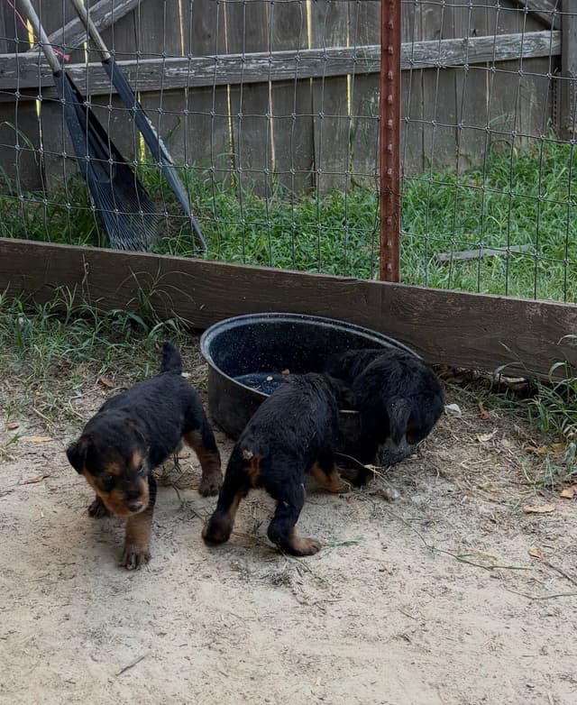 Airedale Terrier Puppies media 12