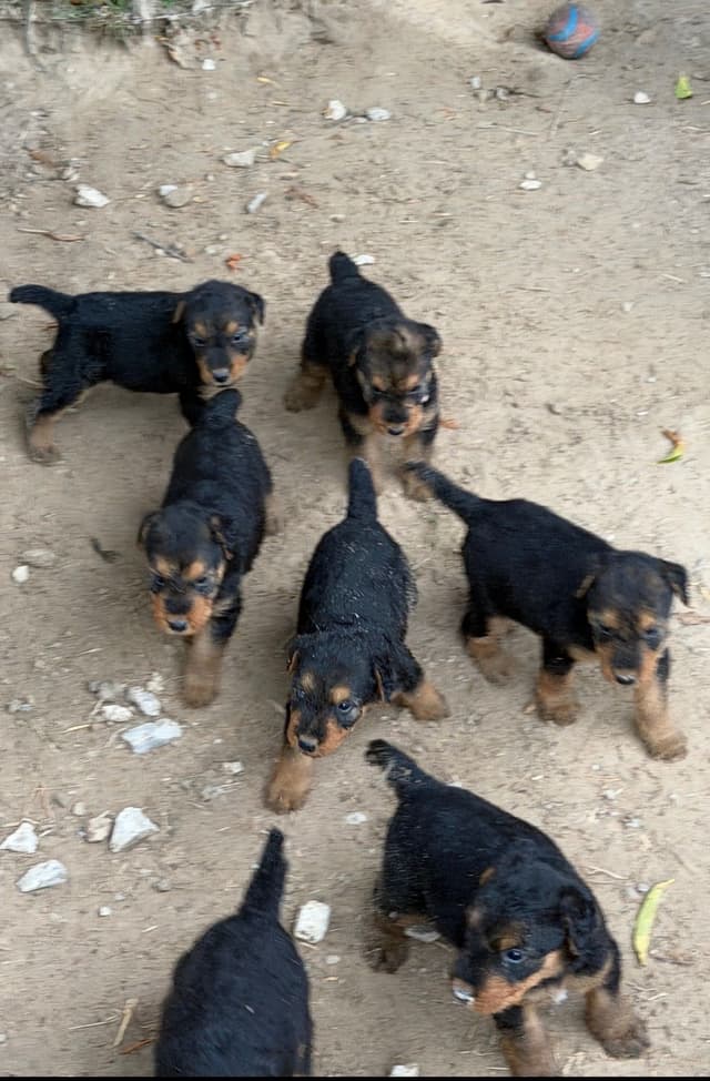 Airedale Terrier Puppies media 18