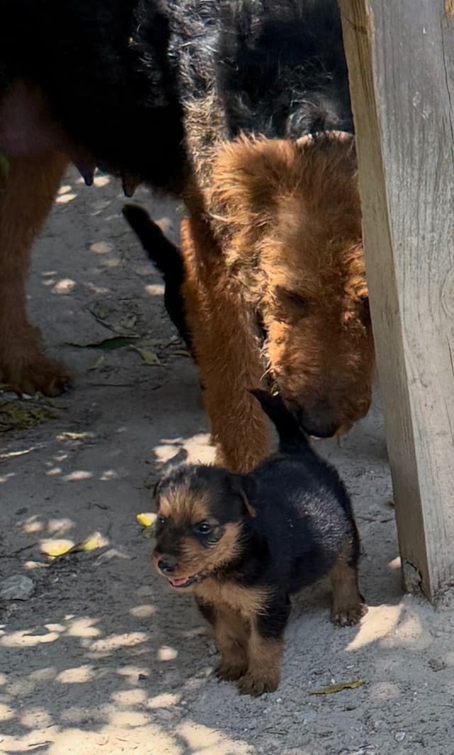 Airedale Terrier Puppies media 20