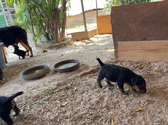 Airedale Terrier Puppies media 22