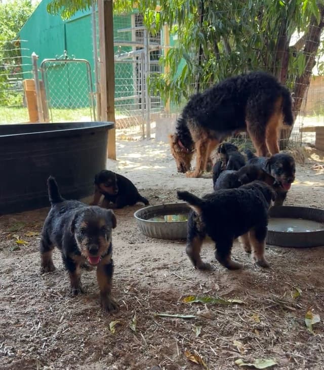 Airedale Terrier Puppies media 23