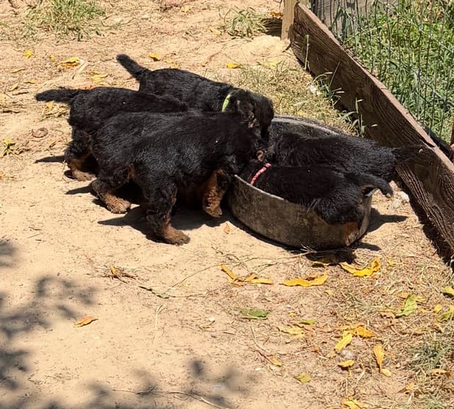 Airedale Terrier Puppies media 24