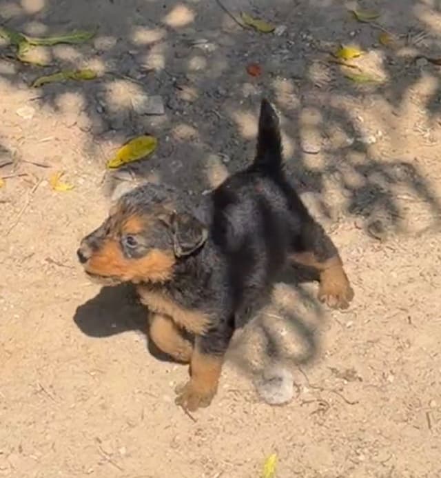 Airedale Terrier Puppies media 21