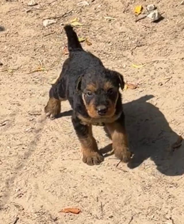 Airedale Terrier Puppies media 26