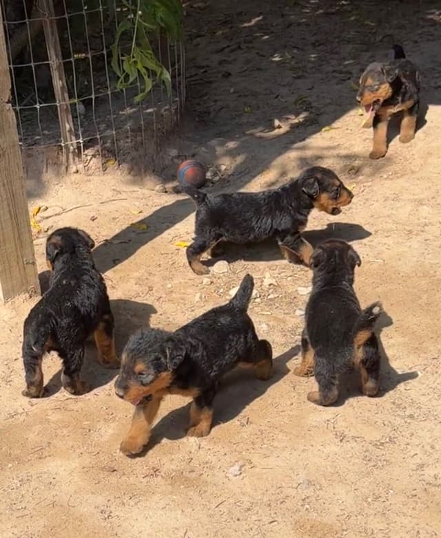 Airedale Terrier Puppies media 25
