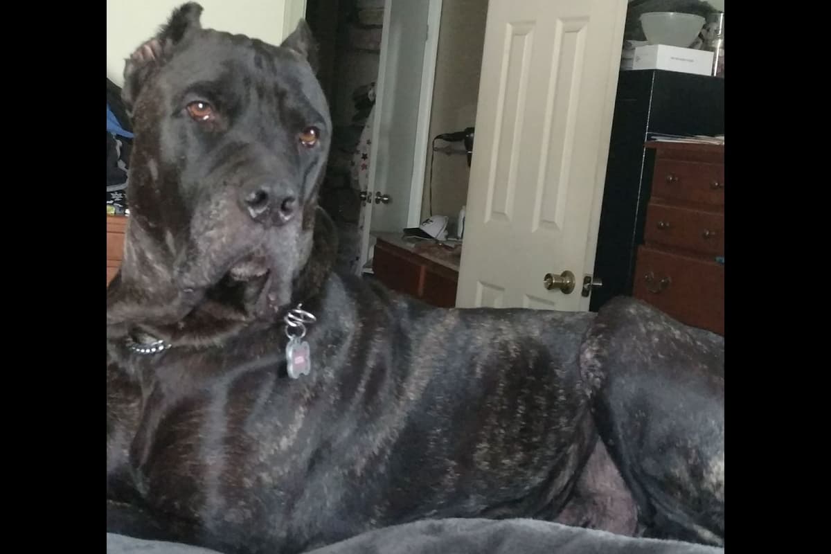 Cane Corso Puppies breeder image 8
