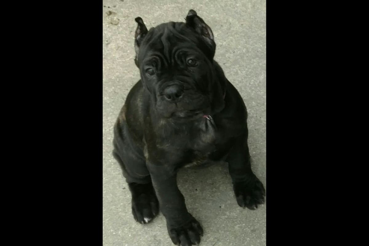 Cane Corso Puppies breeder image 9