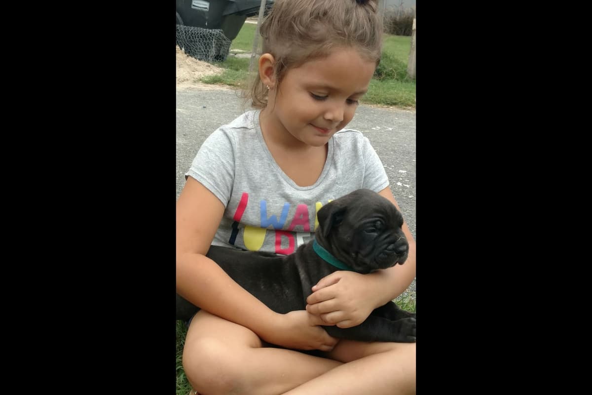 Cane Corso Puppies breeder image 7
