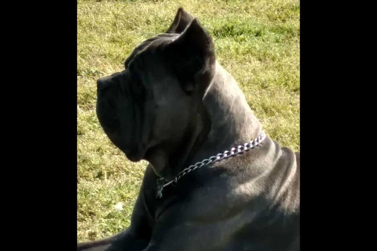 Cane Corso Puppies breeder image 6