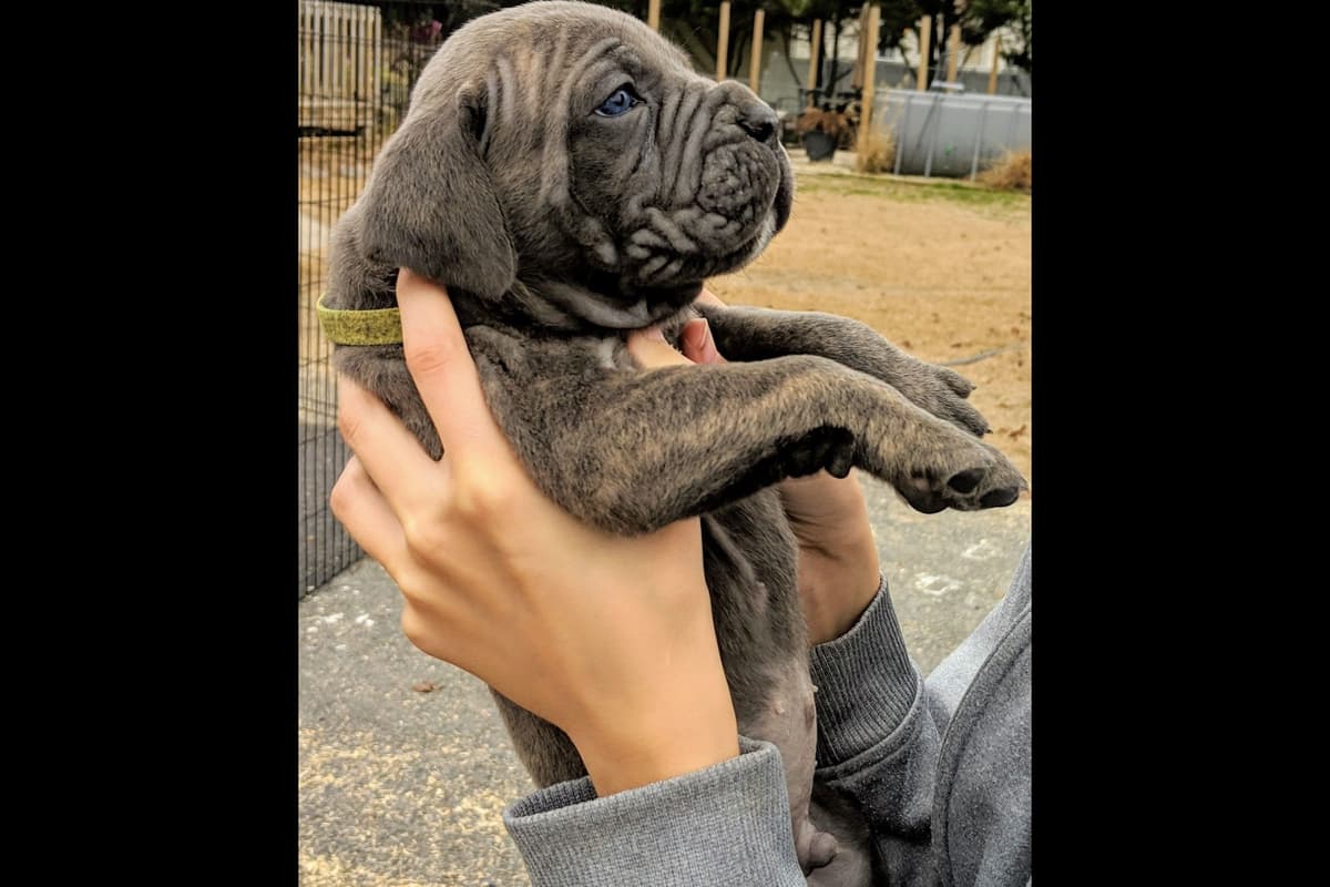 Cane Corso Puppies breeder image 1