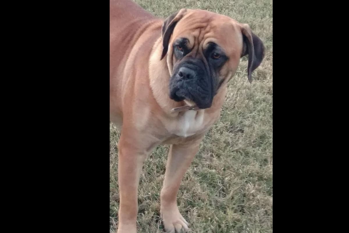 Cane Corso Puppies breeder image 4