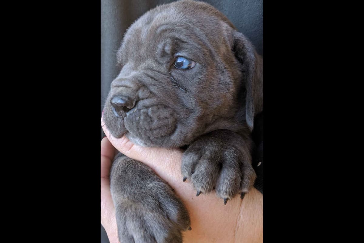 Cane Corso Puppies breeder image 2