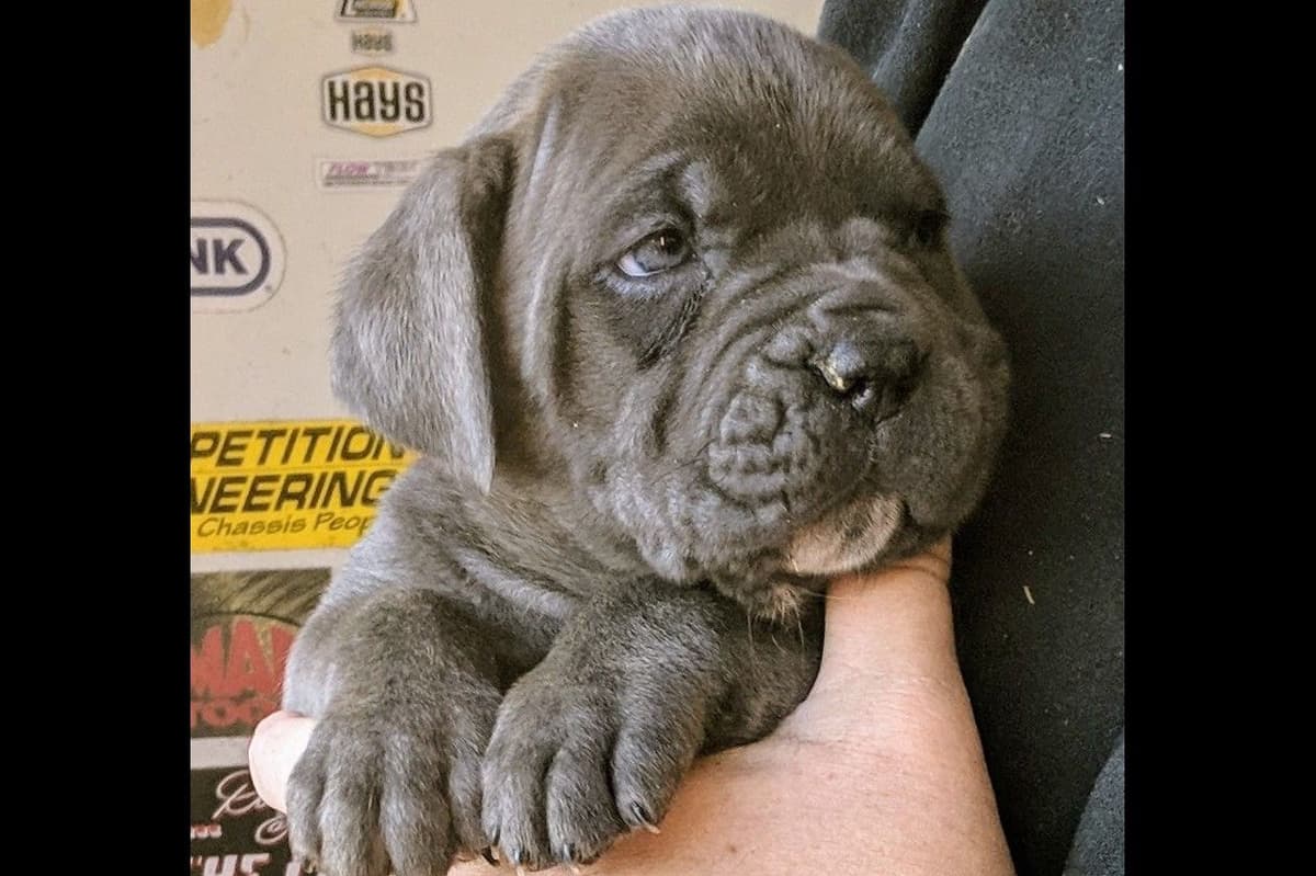 Cane Corso Puppies breeder image 3