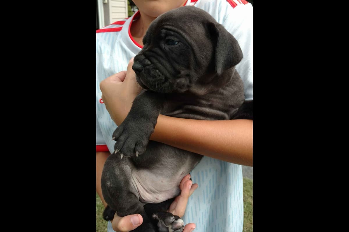 Cane Corso Puppies breeder image 11
