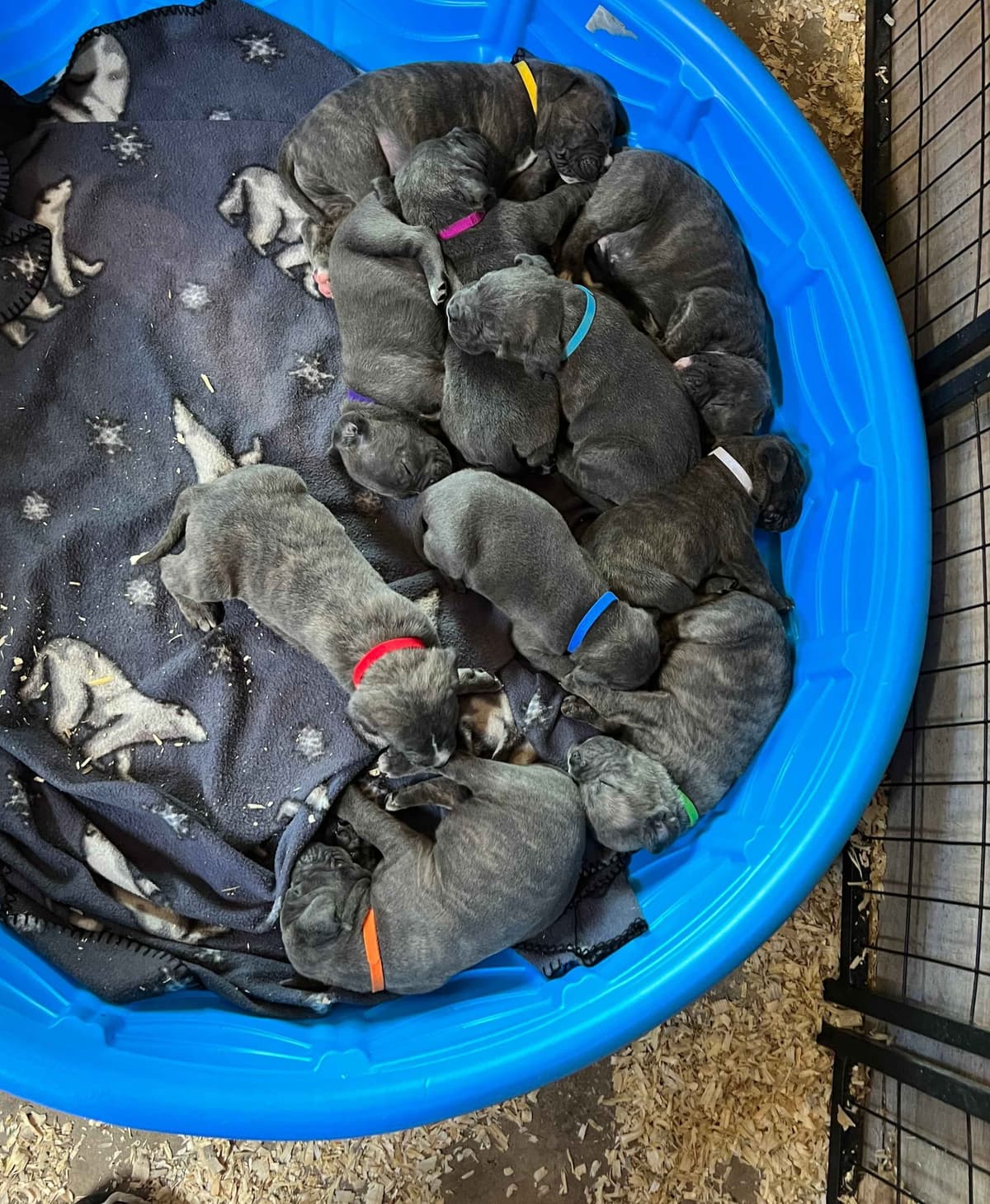 Cane Corso Puppies breeder image 12