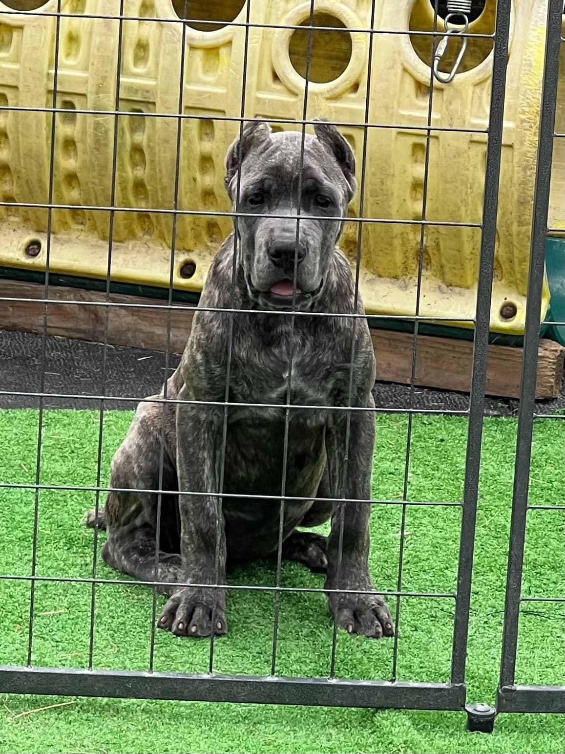 Cane Corso Puppies breeder image 15