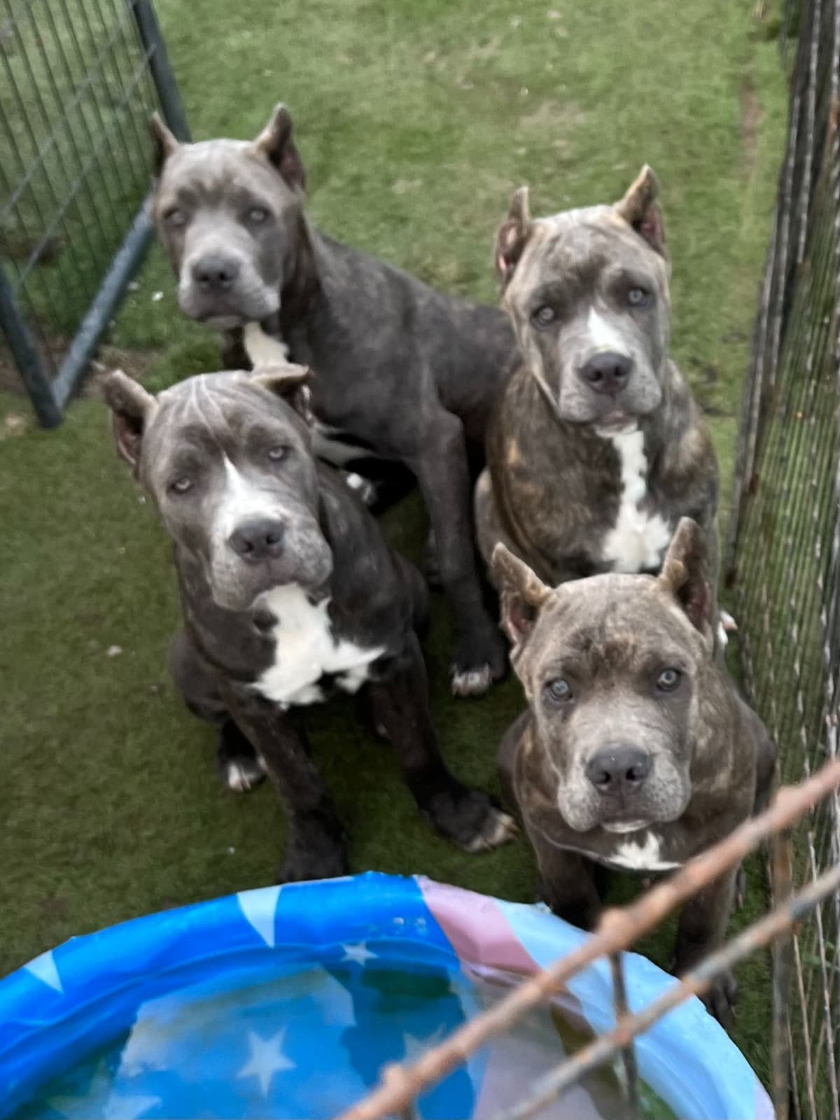 Cane Corso Puppies breeder image 16