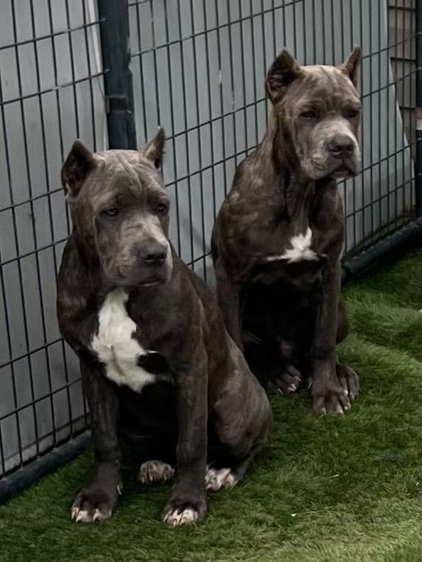 Cane Corso Puppies breeder image 17