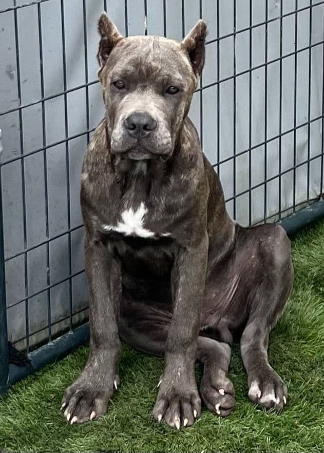 Cane Corso Puppies breeder image 19