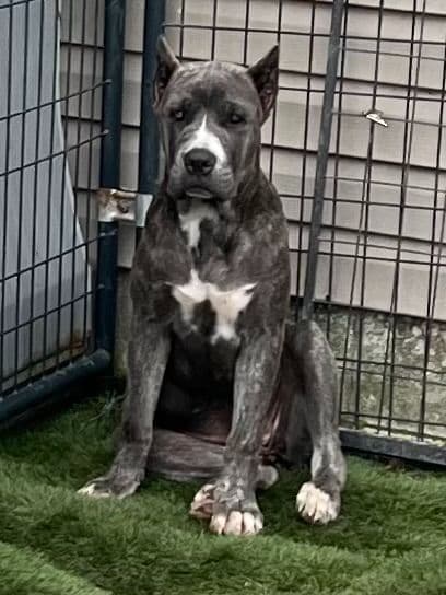 Cane Corso Puppies breeder image 18