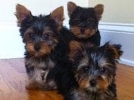 Yorkshire Terrier Puppies breeder image 3