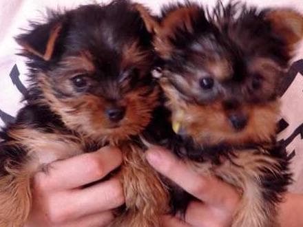 Yorkshire Terrier Puppies breeder image 1