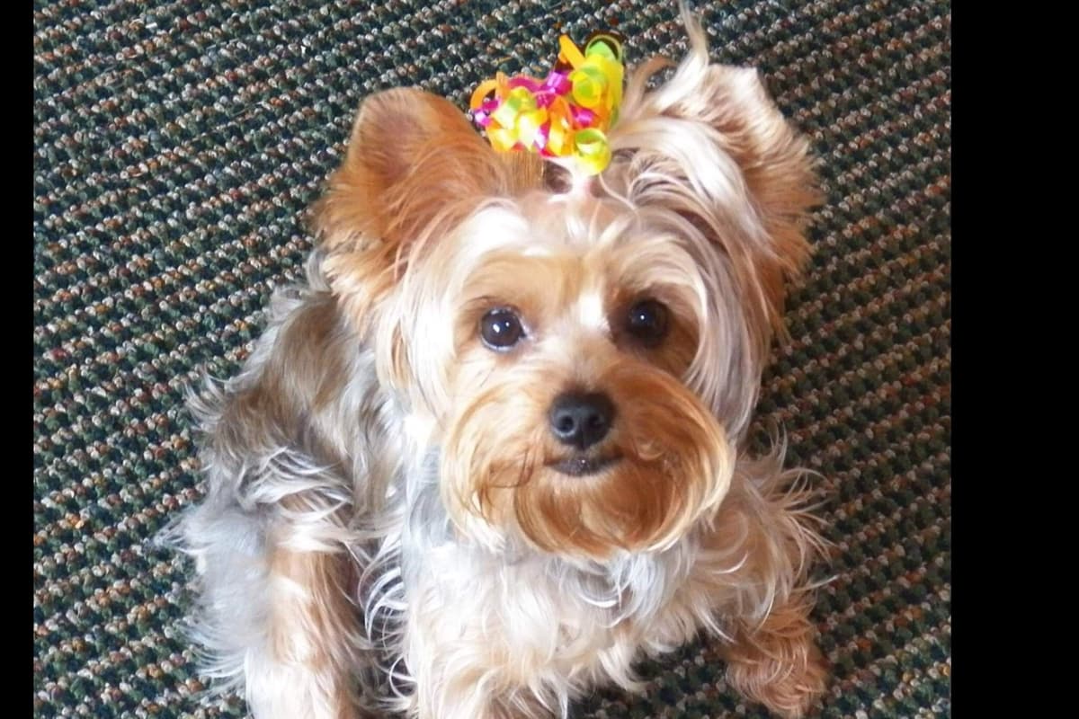 Yorkshire Terrier Puppies breeder image 5