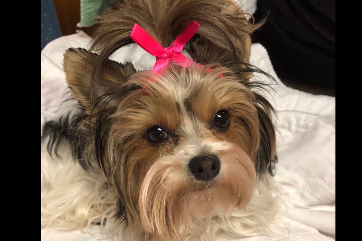 Yorkshire Terrier Puppies breeder image 6