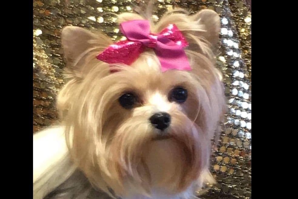 Yorkshire Terrier Puppies breeder image 7