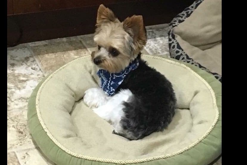 Yorkshire Terrier Puppies breeder image 9