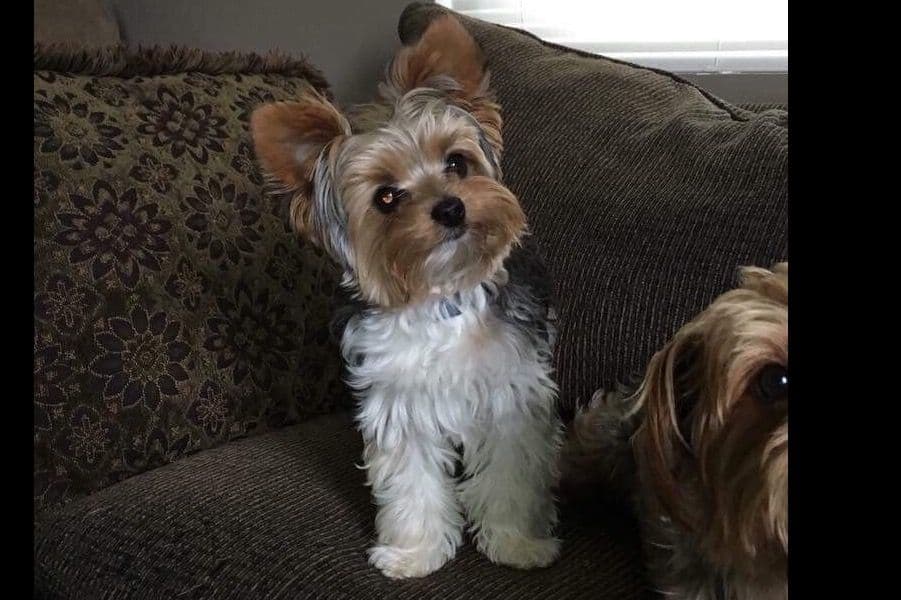 Yorkshire Terrier Puppies breeder image 10