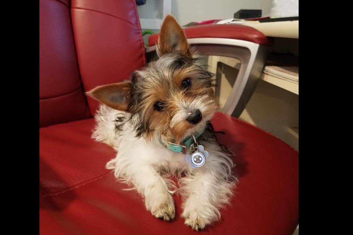 Yorkshire Terrier Puppies breeder image 11