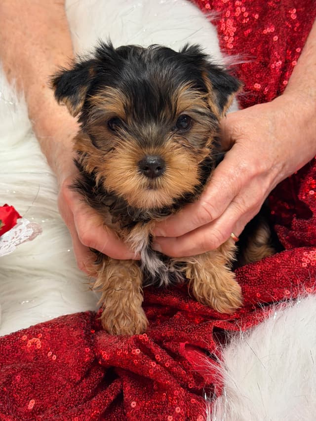 Yorkshire Terrier Puppies media 2