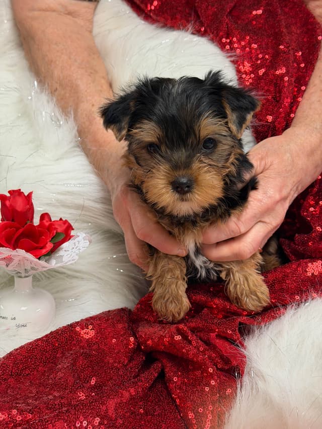 Yorkshire Terrier Puppies media 3