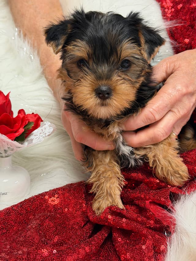 Yorkshire Terrier Puppies media 4