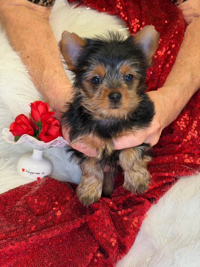 Yorkshire Terrier Puppies media 5