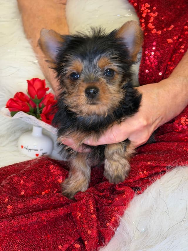 Yorkshire Terrier Puppies media 6