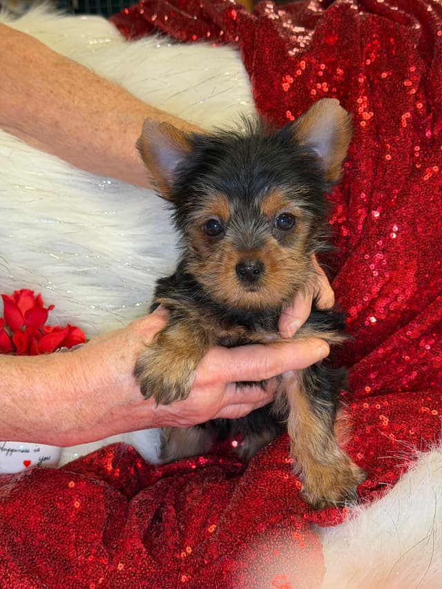 Yorkshire Terrier Puppies media 8