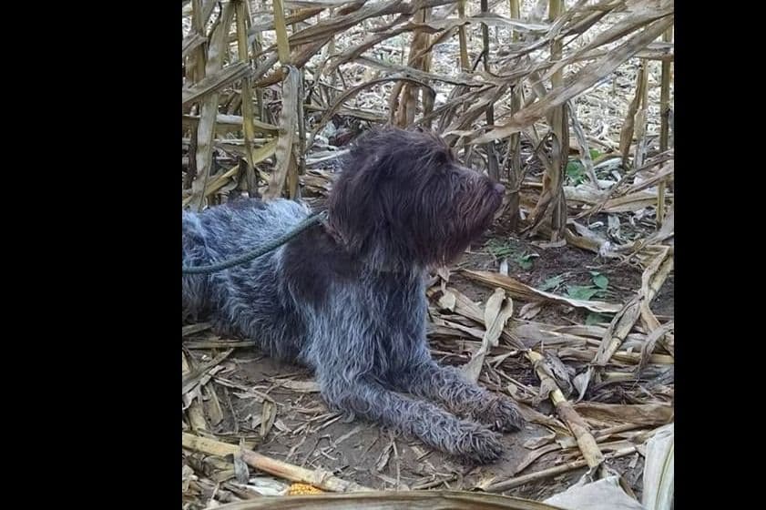 Wirehaired Pointing Griffon Puppies breeder image 7