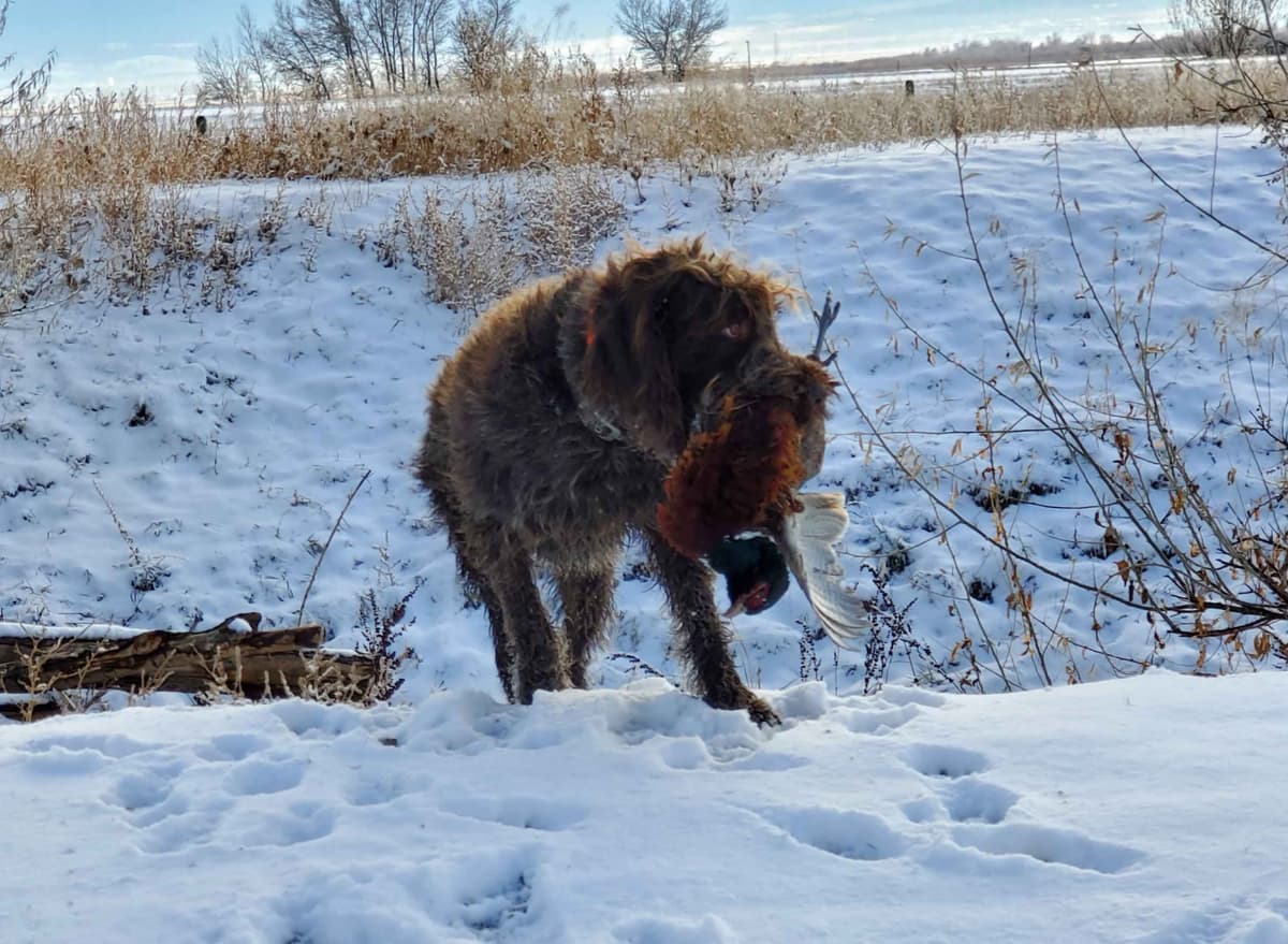 Wirehaired Pointing Griffon Puppies breeder image 3