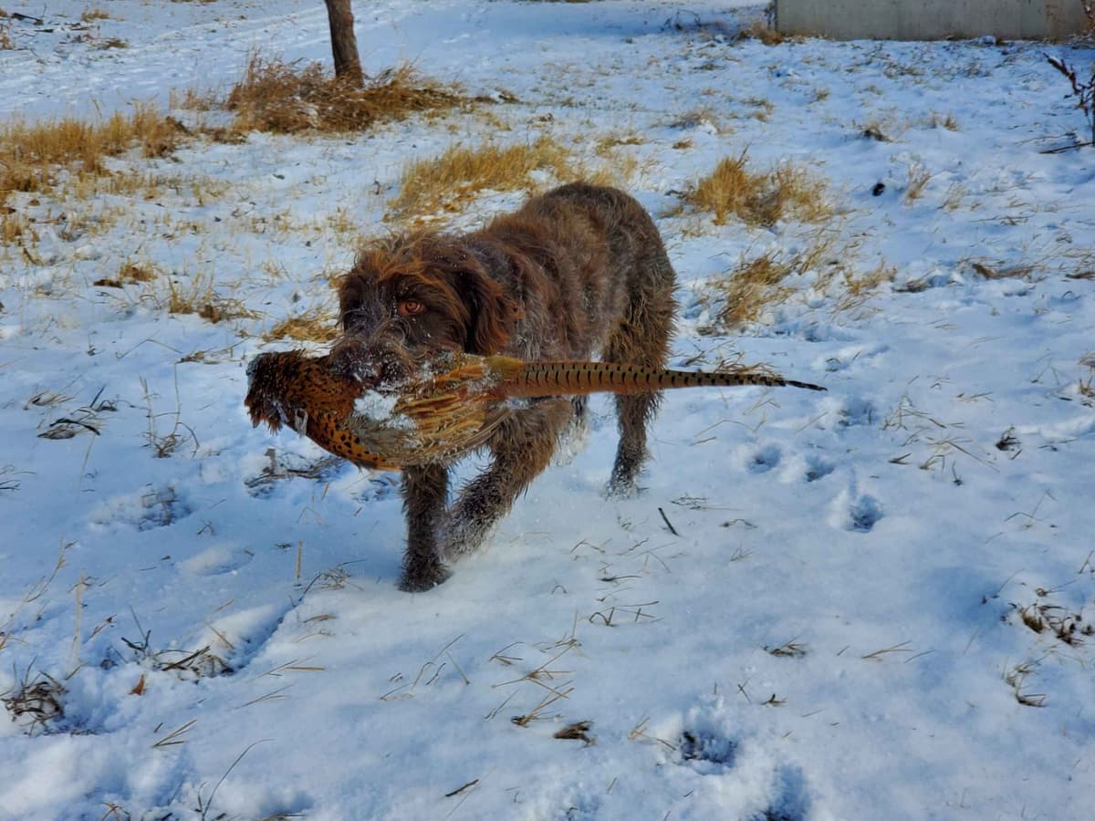 Wirehaired Pointing Griffon Puppies breeder image 10