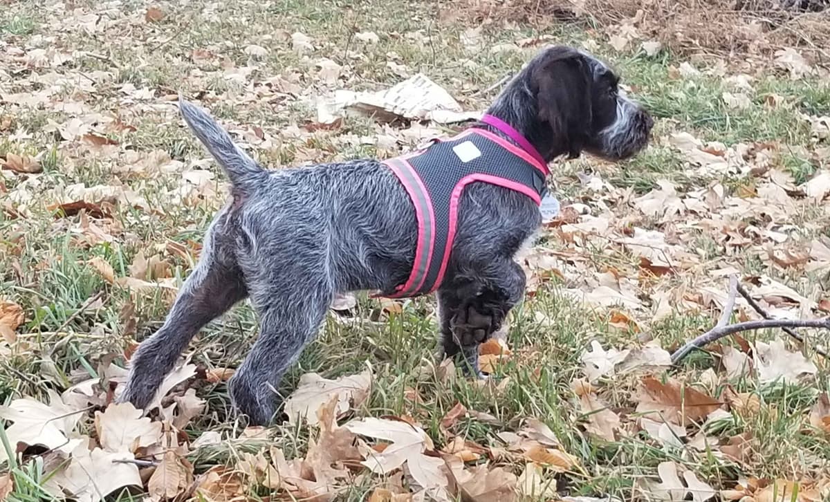 Wirehaired Pointing Griffon Puppies breeder image 11