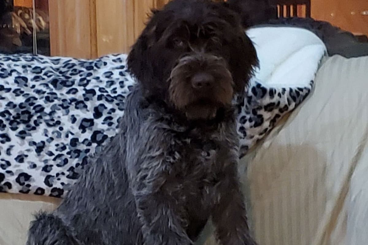 Wirehaired Pointing Griffon Puppies breeder image 9