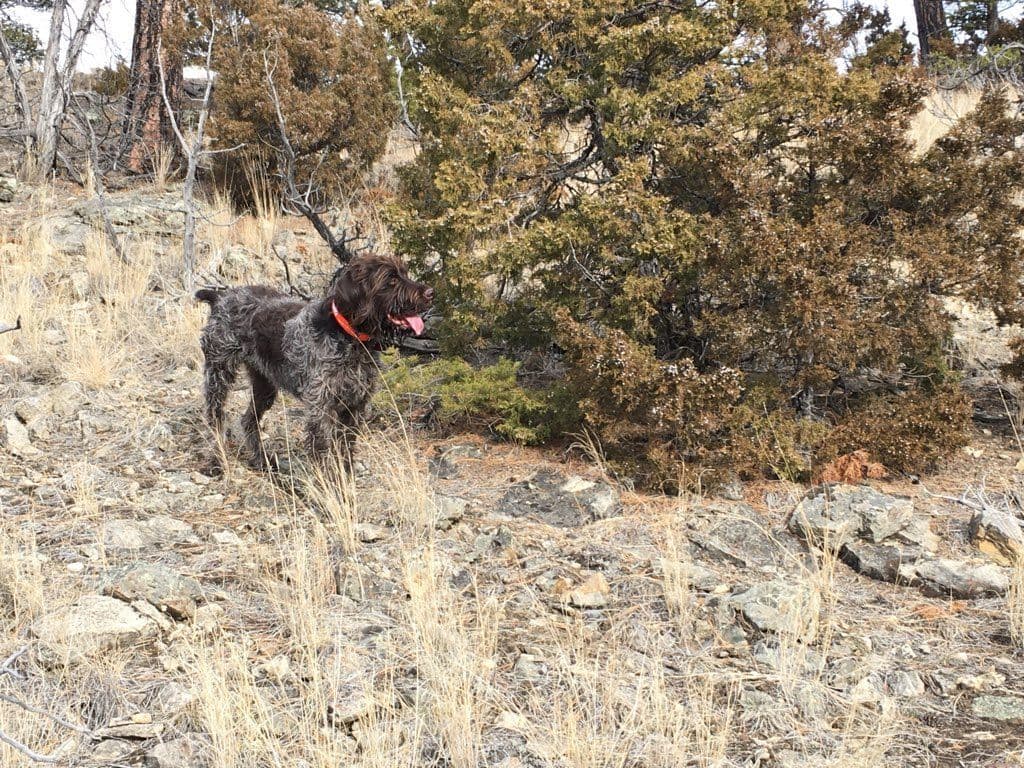 Wirehaired Pointing Griffon Puppies breeder image 14