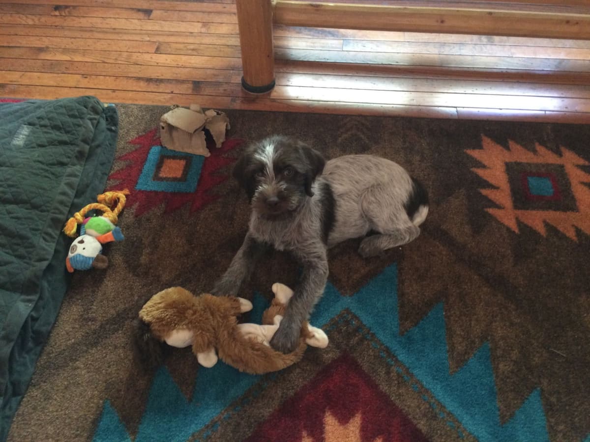 Wirehaired Pointing Griffon Puppies breeder image 15