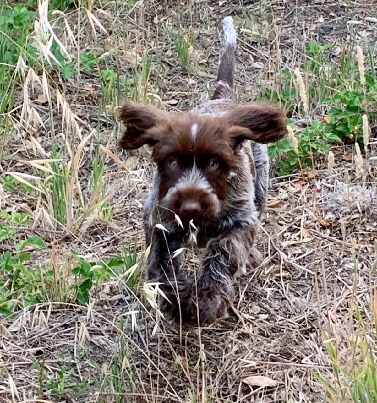 Wirehaired Pointing Griffon Puppies breeder image 16